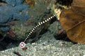 Pesce ago anellato (Doryrhamphus dactyliophorus)