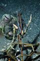Pesce rasoio (Aeoliscus strigatus)