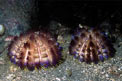 Riccio velenoso (Asthenosoma varium)