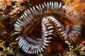 Spirografo (Sabellastarte indica)