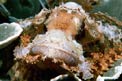 Pesce scorpione tassellato (Scorpaenopsis oxycephalus)