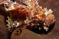 Pesce scorpione tassellato (Scorpaenopsis oxycephalus)