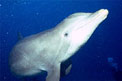 Tursiope (Tursiops truncatus)