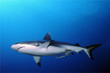 Squalo grigio del reef (Carcharhinus amblyrhynchos)