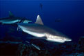 Squalo grigio del reef (Carcharhinus amblyrhynchos)