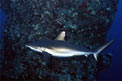 Squalo grigio del reef (Carcharhinus amblyrhynchos)