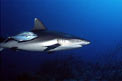 Squalo grigio del reef (Carcharhinus amblyrhynchos)