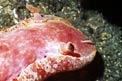 Ballerina spagnola (Hexabranchus sanguineus)