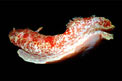 Ballerina spagnola (Hexabranchus sanguineus)