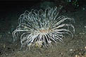 Cerianto (Cerianthus sp.)