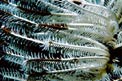 Crinoide (Comanthina schlegelii)