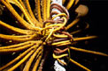 Crinoide (Oxycomanthus bennetti)