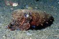 Seppia gigante del reef (Sepia latimanus)