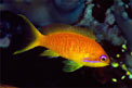 Castagnola  tropicale (Pseudanthias squamipinnis)