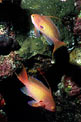Castagnola  tropicale (Pseudanthias squamipinnis)