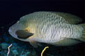 Pesce napoleone (Cheilinus undulatus)