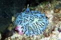 Nudibranchio (Halgerda willeyi)