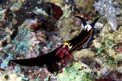 Nudibranchio (Nembrotha megalocera)