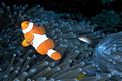 Pesce pagliaccio occidentale (Amphiprion ocellaris)