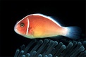 Pesce pagliaccio rosa (Amphiprion perideraion)