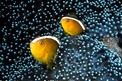 Pesce pagliaccio arancione (Amphiprion sandaracinos)