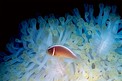 Pesce pagliaccio rosa (Amphiprion perideraion)