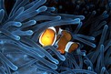 Pesce pagliaccio occidentale (Amphiprion ocellaris)