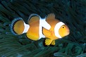 Pesce pagliaccio occidentale (Amphiprion ocellaris)