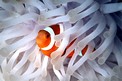 Pesce pagliaccio occidentale (Amphiprion ocellaris)