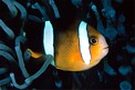 Pesce pagliaccio di Clark (Amphiprion clarkii)