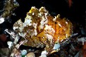 Pesce foglia (Taenianotus triacanthus)