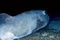 Pesce palla (Arothron stellatus)