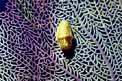 Conchiglia (Cyphoma gibbosum)