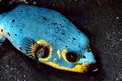 Pesce palla macchiato (Arothron nigropunctatus)