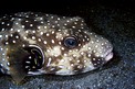 Pesce palla a punti bianchi (Arothron hispidus)