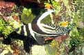 Pesce tamburo maculato (Equetus punctatus)