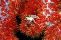 Granchio caramella (Hoplophrys oatesii)