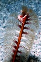 Granchio della pennatula (Porcellanella triloba)