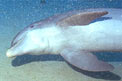 Tursiope (Tursiops truncatus)