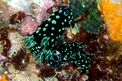 Nembrotha (Nembrotha cristata)