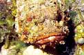 Pesce scorpione (Scorpaena plumieri)