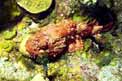 Pesce scorpione (Scorpaena plumieri)