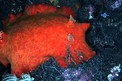 Discodoris (Discodoris sp.)