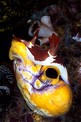 Nembrotha (Nembrotha purpureolineata)