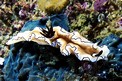 Glossodoris (Glossodoris atromarginata)