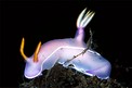 Hypselodoris (Hypselodoris bullocki)