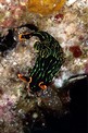 Nembrotha (Nembrotha kubaryana)