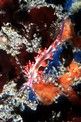 Flabellina linea rossa (Flabellina rubrolineata)