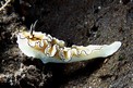 Glossodoris (Glossodoris atromarginata)