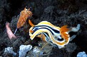 Chromodoris magnifica (Chromodoris magnifica)